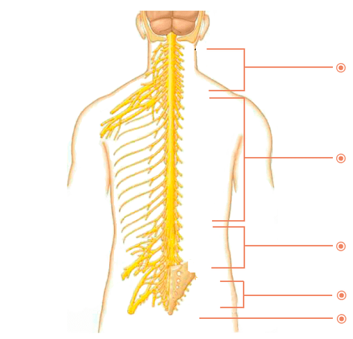 V krajih je osteohondroza